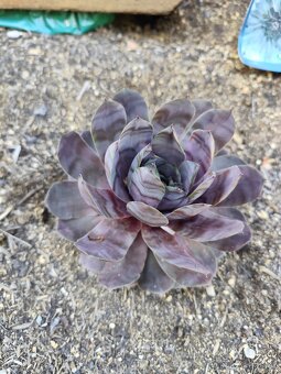 Prodám netřesky, okr. Znojmo - 3