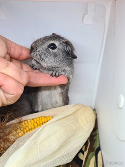 Morčata kluci po odstavu již k odberu - 3