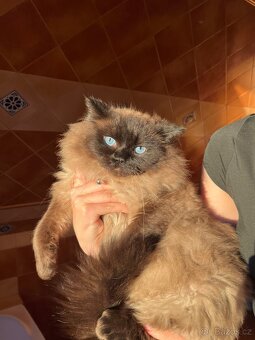 Prodám krásného kocourka plemene Ragdoll- TOP - 3