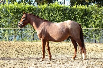 Prodám líbivého čtyřletého valacha pony A, KHV 122 cm - 3