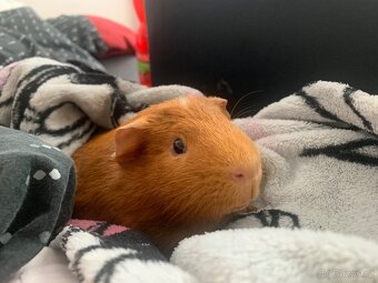 Morče samec s PP - 3