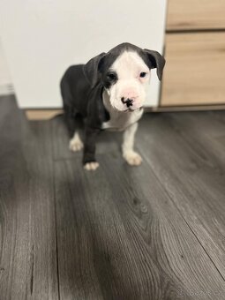 STAFORDŠÍRSKÝ bulteriér - 3