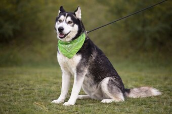 Kodiak sibirsky husky - 3