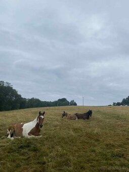 Ustájení koní - 3