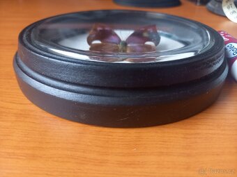 Memphis Aenea [Peru] - 3