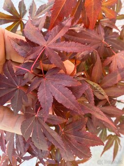 Bonsai, Bonsaj, japonský javor, skalky - 3