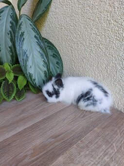 Zakrslý králík TEDDY - černobílý sameček - 3