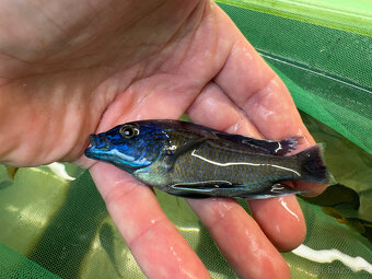 Tlamovci Copadichromis borleyi - 3