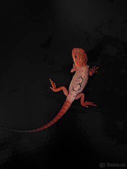 Agama vousatá RED - 3