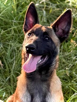 BELGICKÝ OVČÁK MALINOIS - ŠTĚŇATA S PP - 3