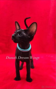 Orientální kočka s PP Dunah Dream Wings - 3