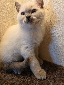 Britská blue point - 3