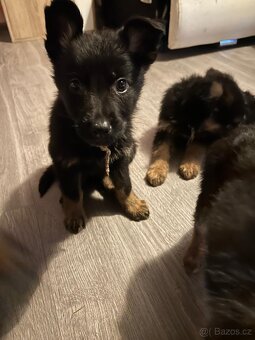 Německý ovčák - 3