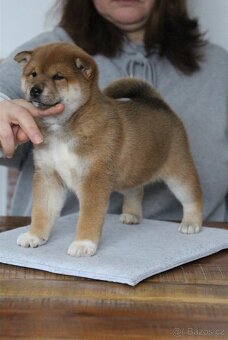 Shiba Inu s PP FCI - 3