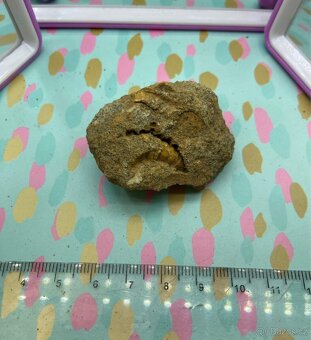 Zkameněliny - fosilie - 3