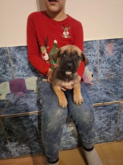 Stafordšírský bulteriér bez pp - 3