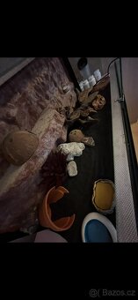 Terarium s gekoncikem - 3
