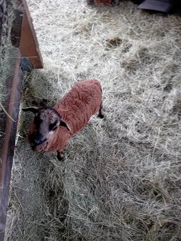 Jehne kamerunske ovce - 3