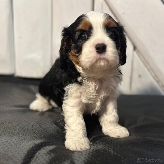 Kavalir King Charles spaniel - 3