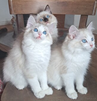 Kočičky  ragdoll s PP - 3