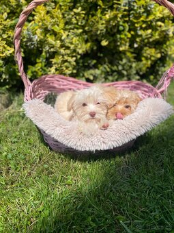 Maltipoo štěňátka - 3