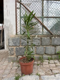 Oleander - 3
