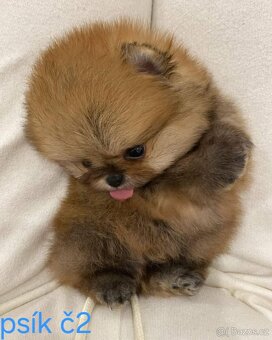 Pomeranian mini - 3