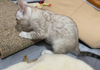 Bengálská kočka, kotě, koťata s PP - 3