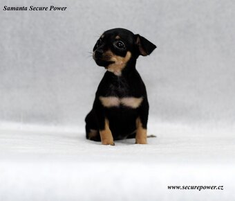 Pražský krysařík s PP - 3