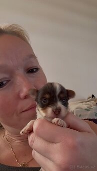 Jorkšírsky teriér s PP Biro chlapeček - 3