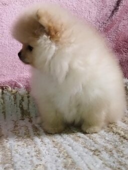 Pomeranian - 3