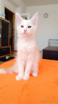 Mainská mývalí s PP - 3