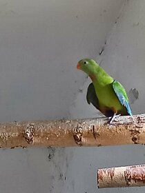 Papoušek nádherný - 3