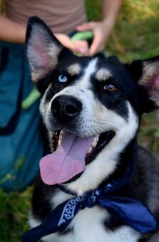 ARES K ADOPCI - přátelský mazel - 3