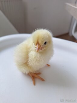 Kuřátka leghorn americký - 3