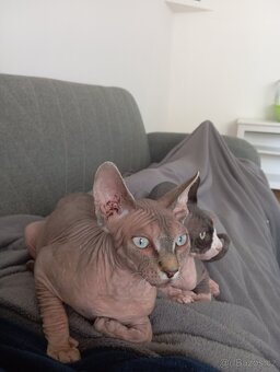 Kanadský sphynx - 3