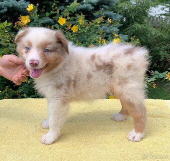 Australský ovčák red merle pejsek - 3