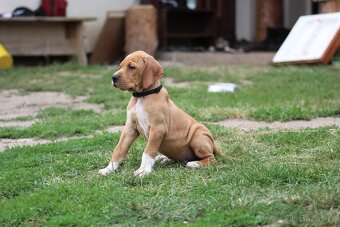 Štěňata pointer - 3