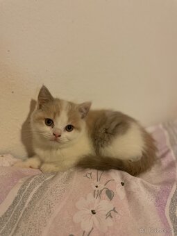 Prodám britská koťátka (bez PP) po papírových rodičích - 3