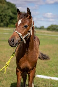 Klisna -Welsh part bred - 3