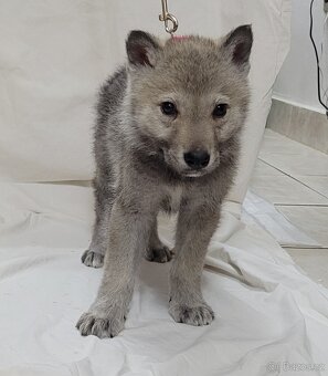 Československý vlčák - bez PP po rodičoch s PP - 3