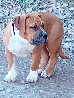 X American Bully xl - 3