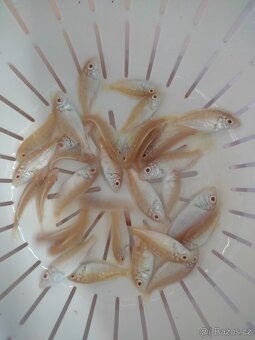 TLAMOVCI TANGANIKA MALAWI - 3