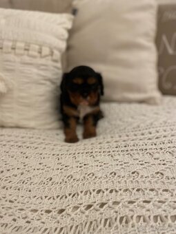 Kavalír King Charles Španěl - 3