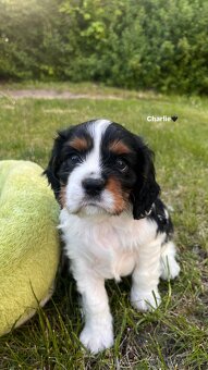 štěňata Cavalier King Charles Spaniel - 3