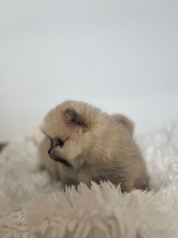 Pomeranian - 3