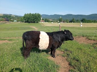 Plemenný býk belted galloway - EKO - 3