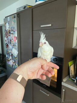 Ručně dokrmené korely Albino - 3