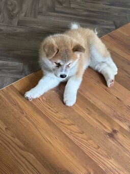 Štěňátka Akita Inu - 3