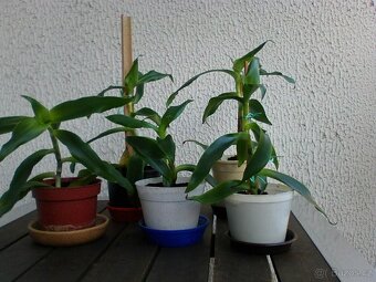 Kalisie vonnoá.léčivá - 3